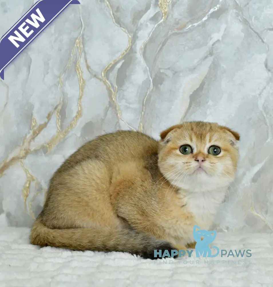 Moris Scottish Fold male black golden shaded live animals