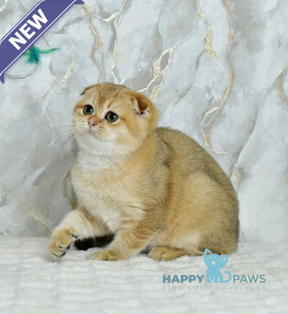 Moris Scottish Fold male black golden shaded live animals