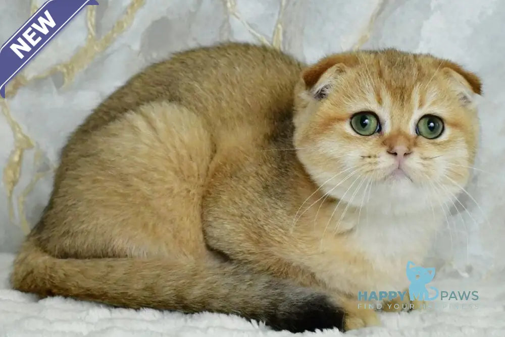 Moris Scottish Fold male black golden shaded live animals