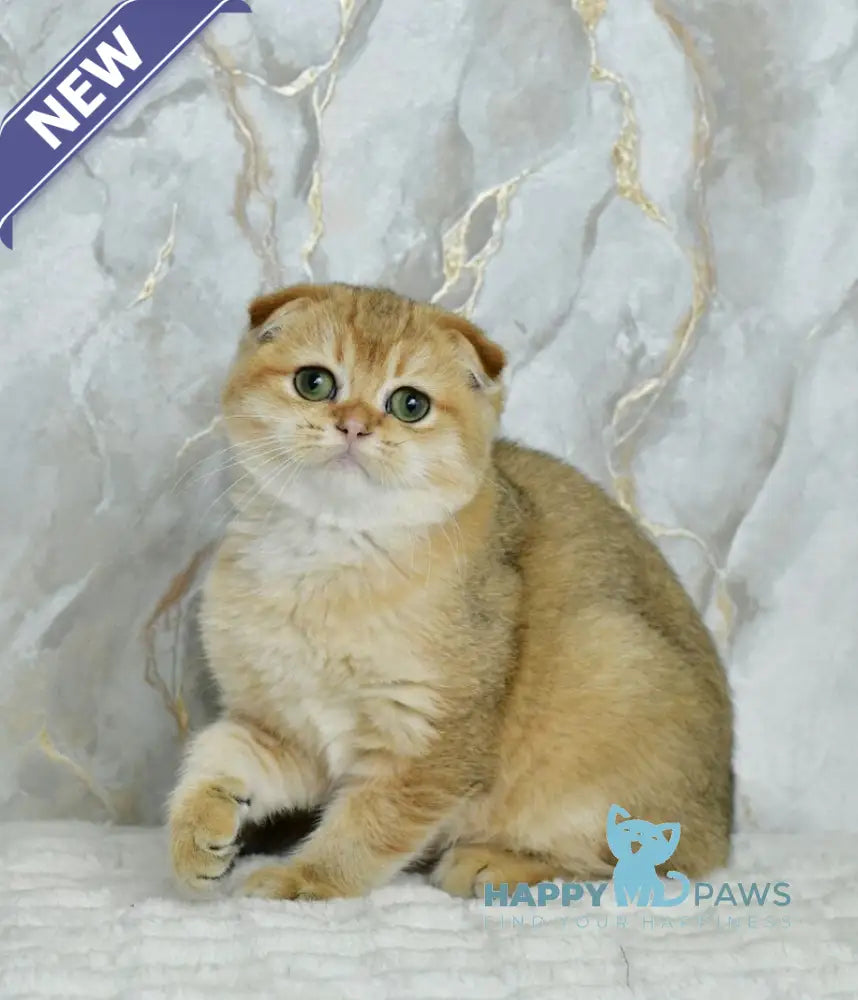Moris Scottish Fold male black golden shaded live animals