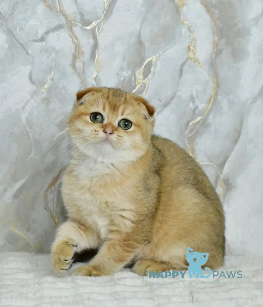 Moris Scottish Fold male black golden shaded live animals