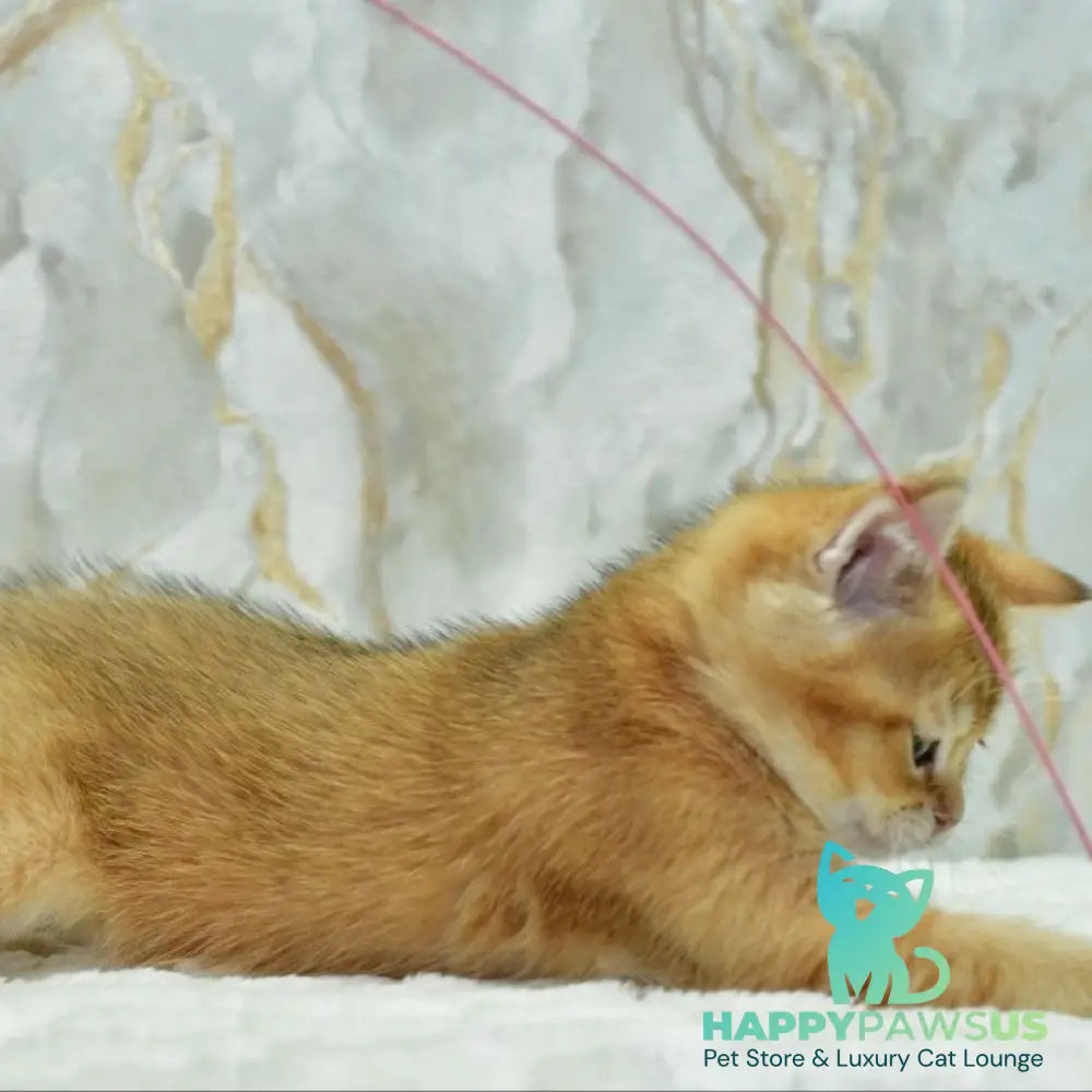 Moris Scottish Straight male black golden shaded - live animals