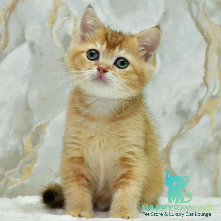 Moris Scottish Straight male black golden shaded - live animals