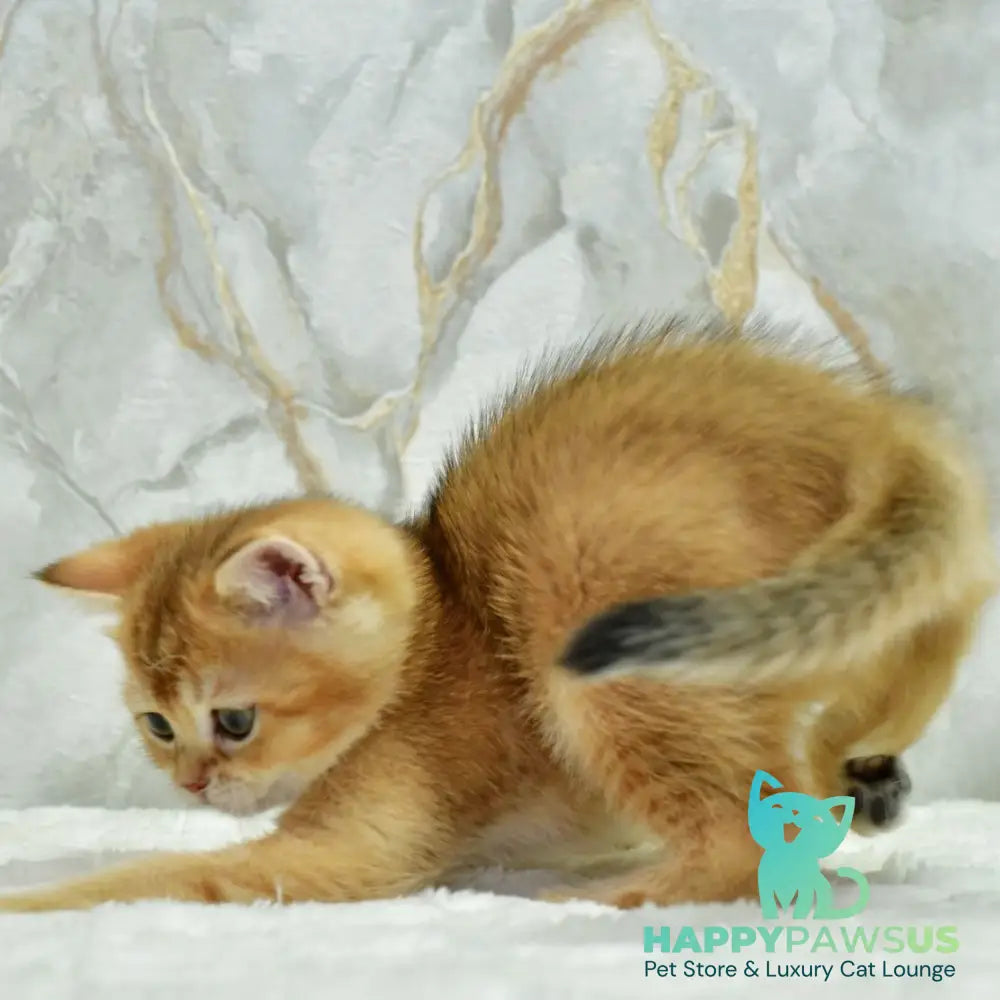 Moris Scottish Straight male black golden shaded - live animals