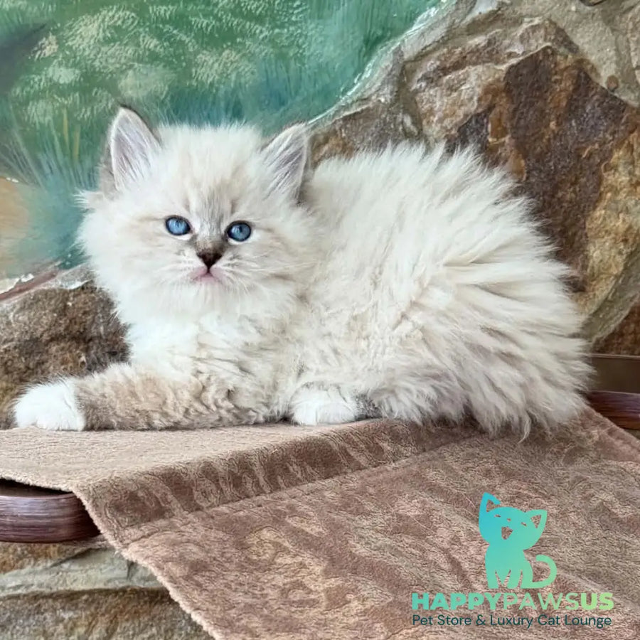 Moroshka Siberian female blue tabby pointed with white - live animals