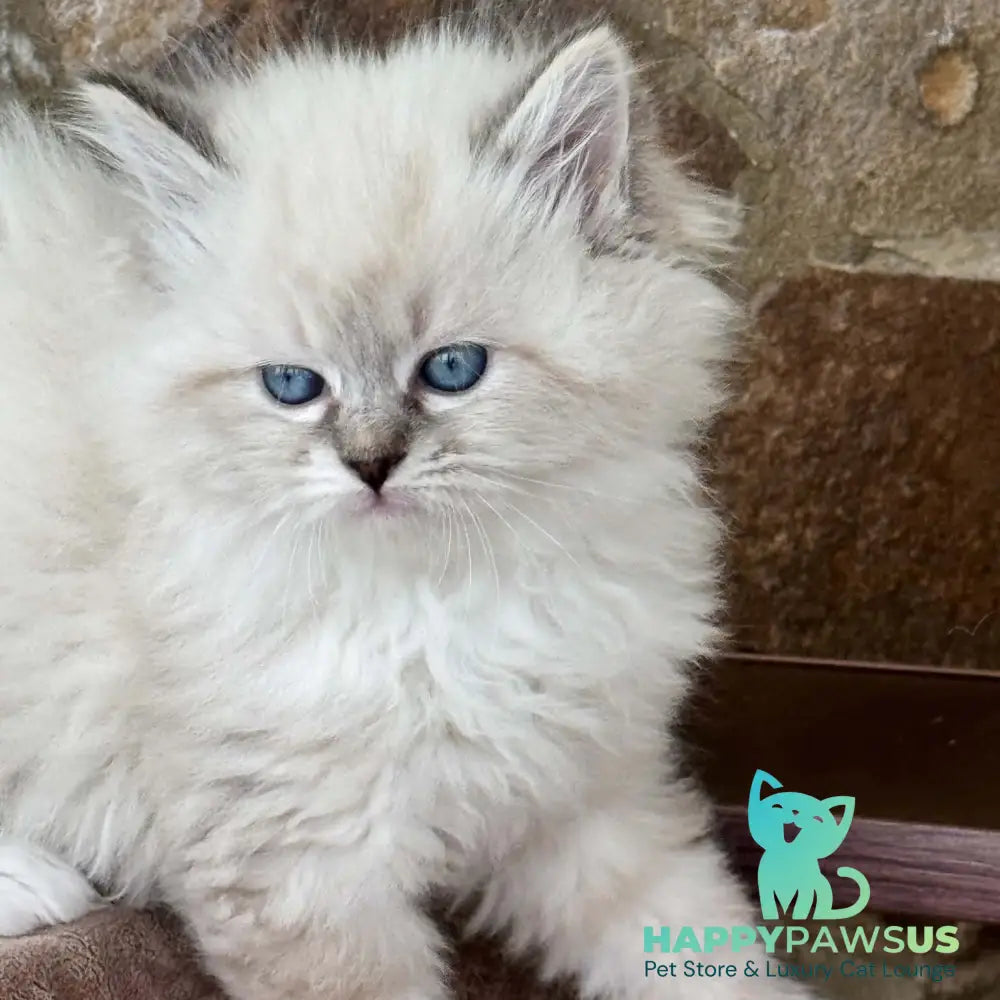 Moroshka Siberian female blue tabby pointed with white - live animals