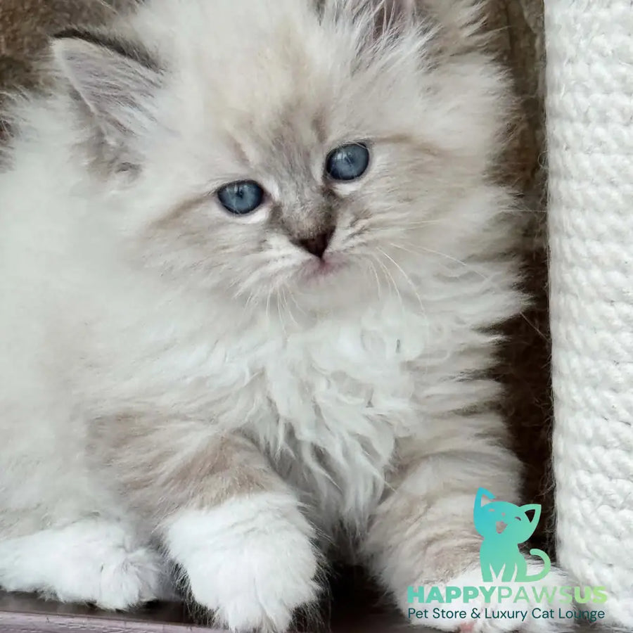 Moroshka Siberian female blue tabby pointed with white - live animals