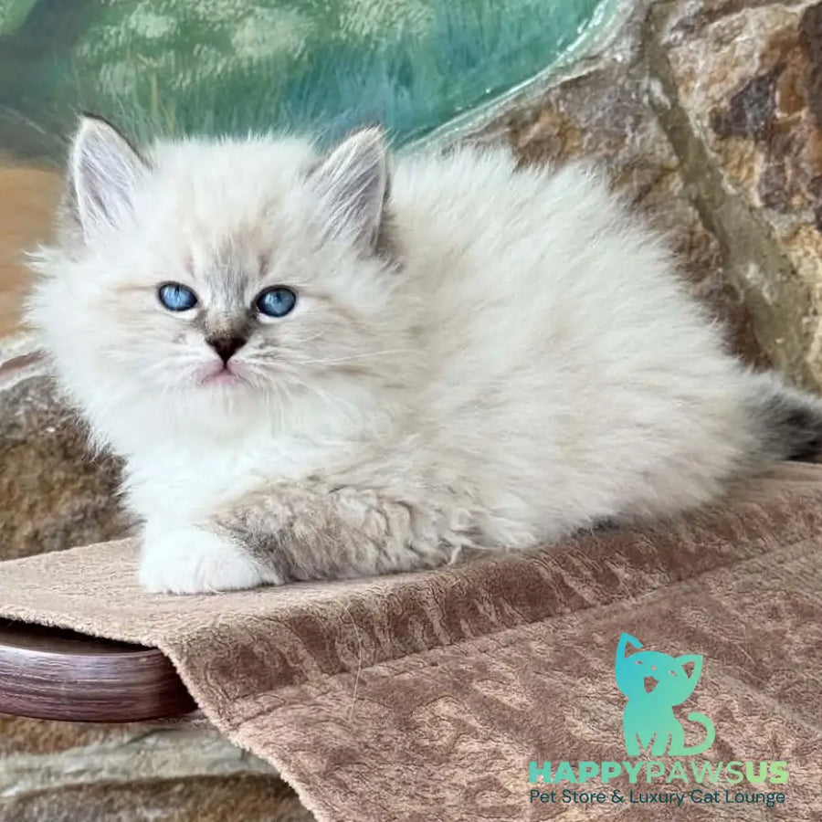 Moroshka Siberian female blue tabby pointed with white - live animals