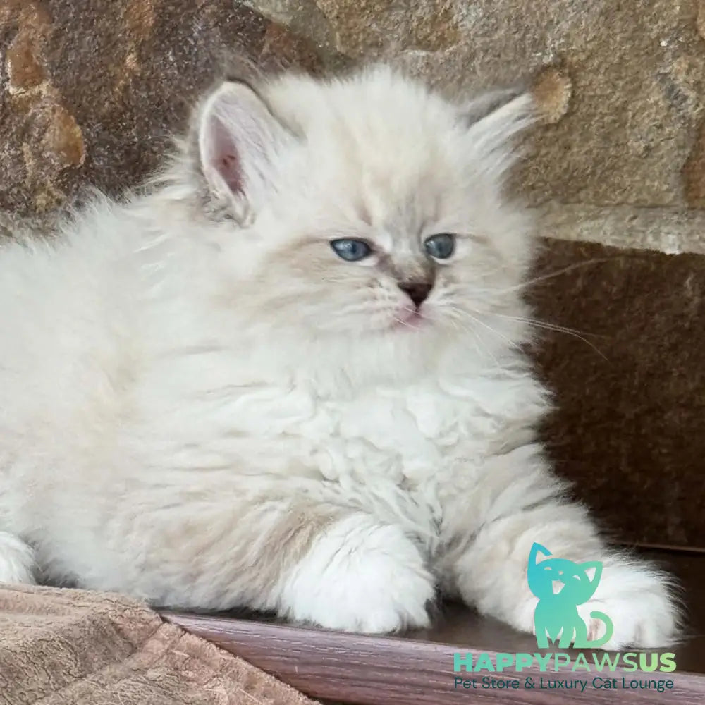 Moroshka Siberian female blue tabby pointed with white - live animals