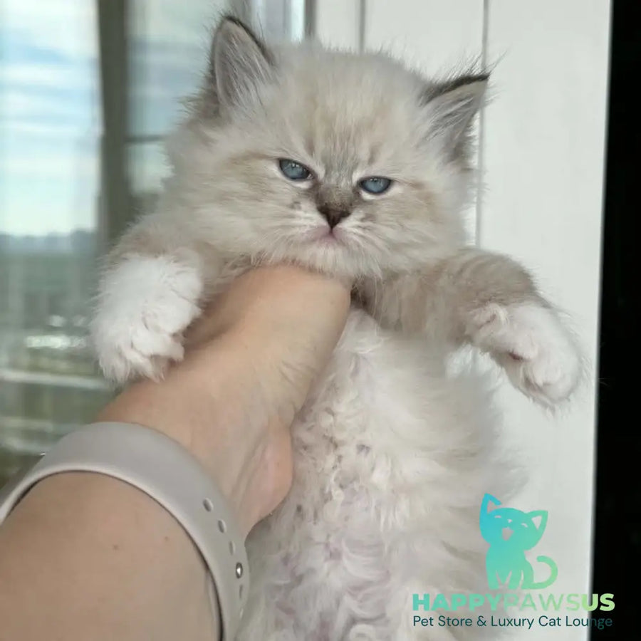 Moroshka Siberian female blue tabby pointed with white - live animals