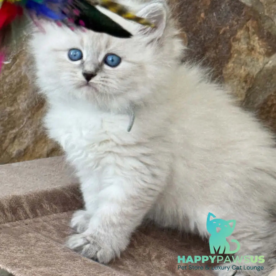 Moroz Siberian male blue tabby pointed - live animals