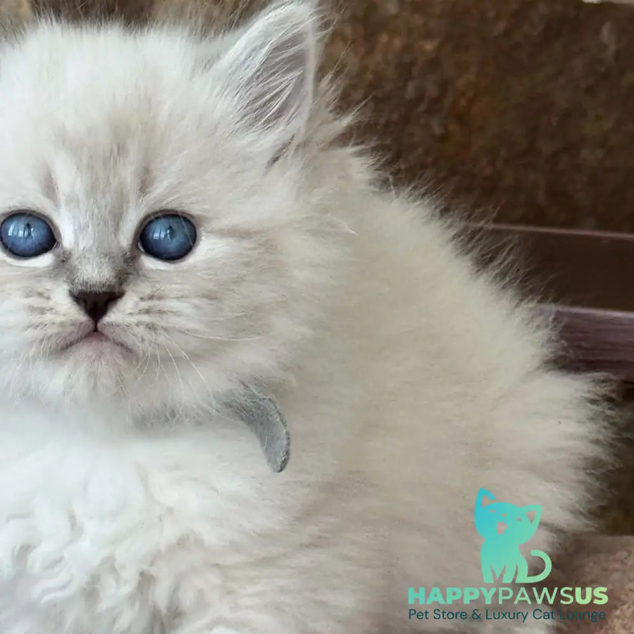 Moroz Siberian male blue tabby pointed - live animals