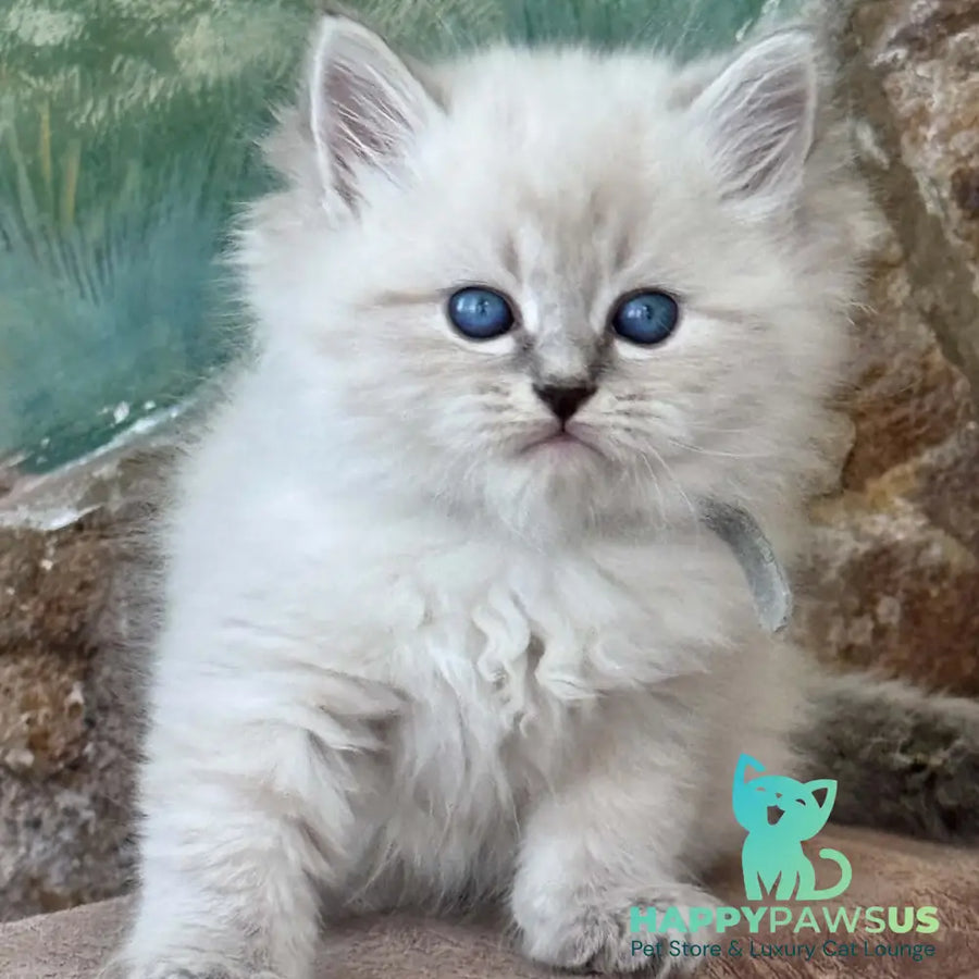 Moroz Siberian male blue tabby pointed - live animals