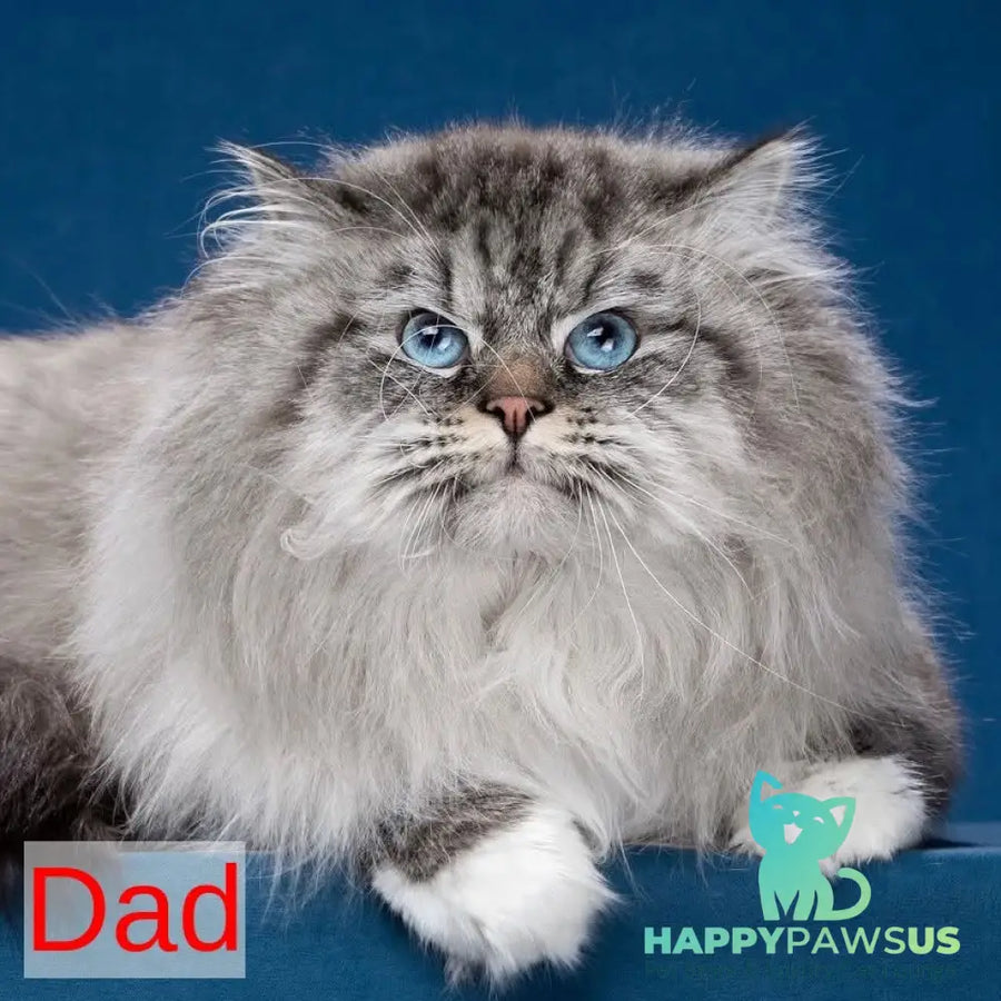 Moroz Siberian male blue tabby pointed - live animals