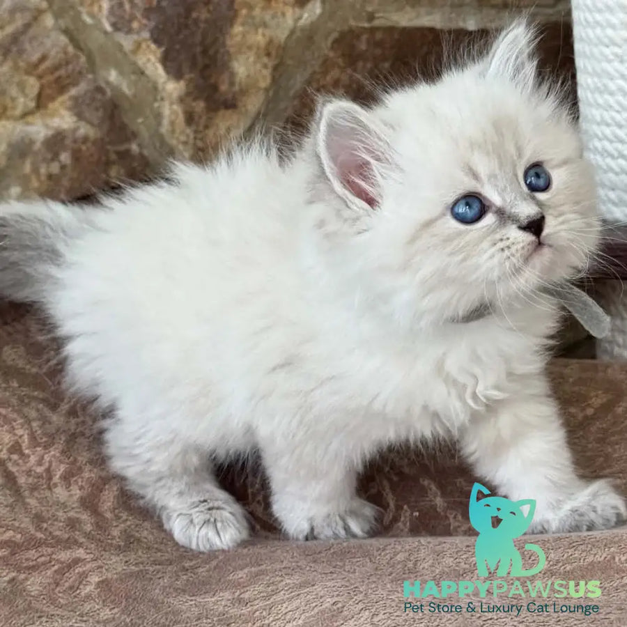 Moroz Siberian male blue tabby pointed - live animals