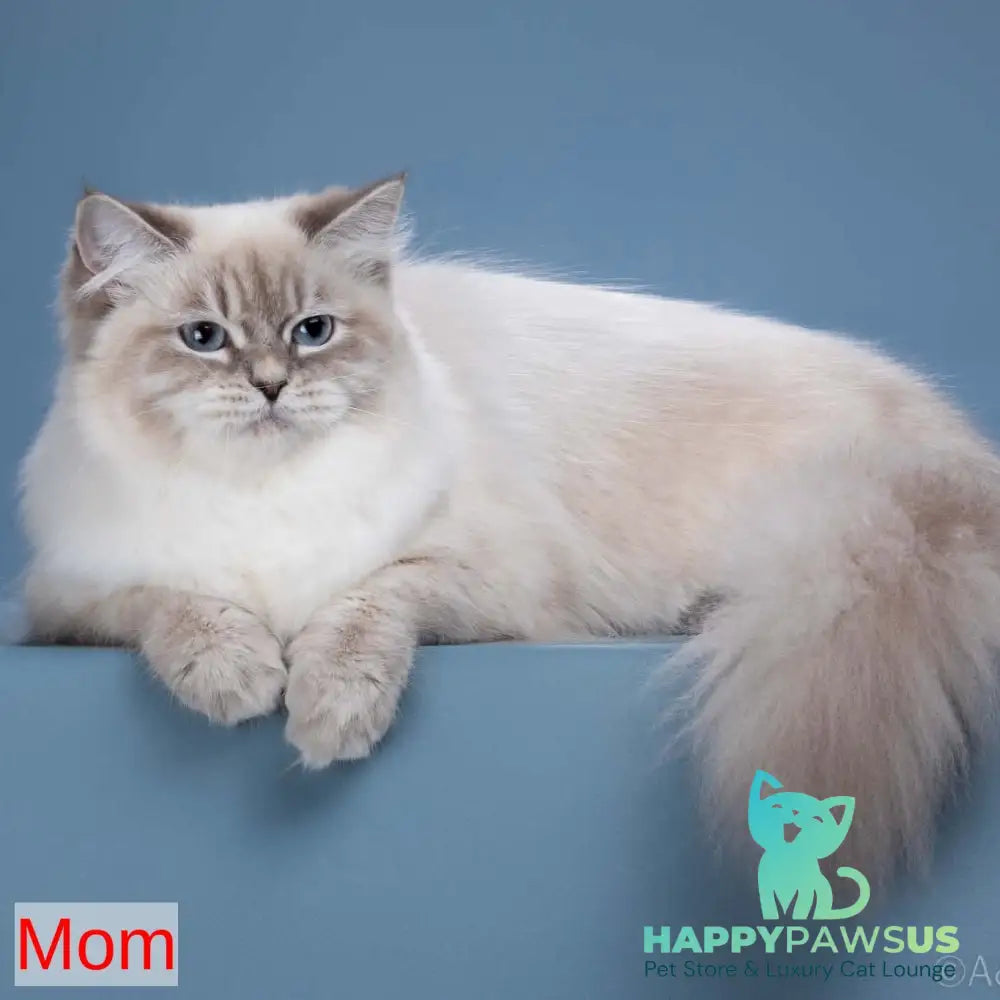 Moroz Siberian male blue tabby pointed - live animals