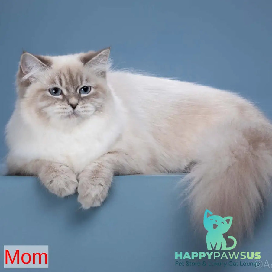 Moroz Siberian male blue tabby pointed - live animals