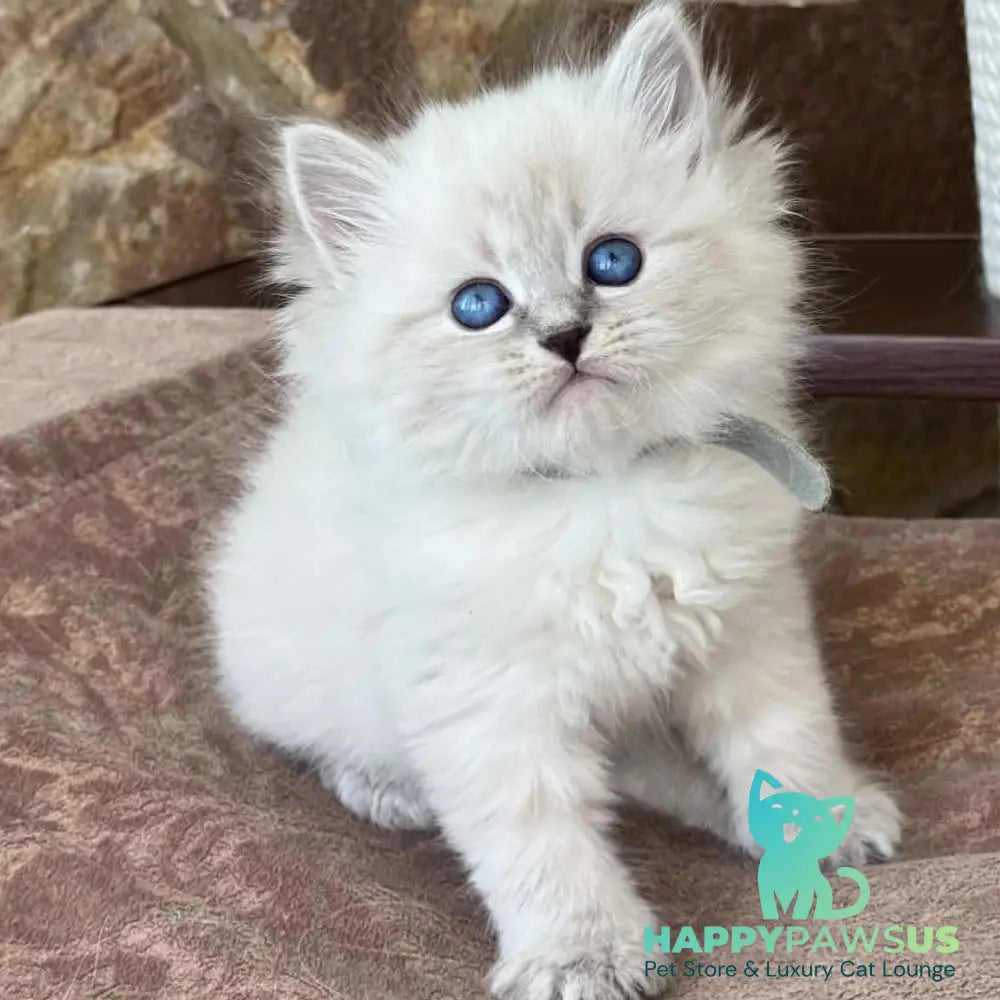 Moroz Siberian male blue tabby pointed - live animals