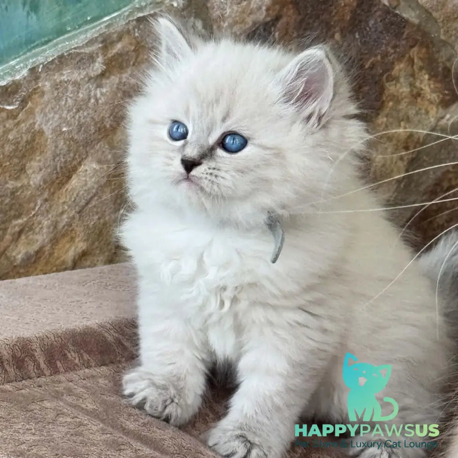Moroz Siberian male blue tabby pointed - live animals