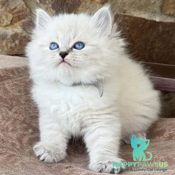 Moroz Siberian male blue tabby pointed - live animals