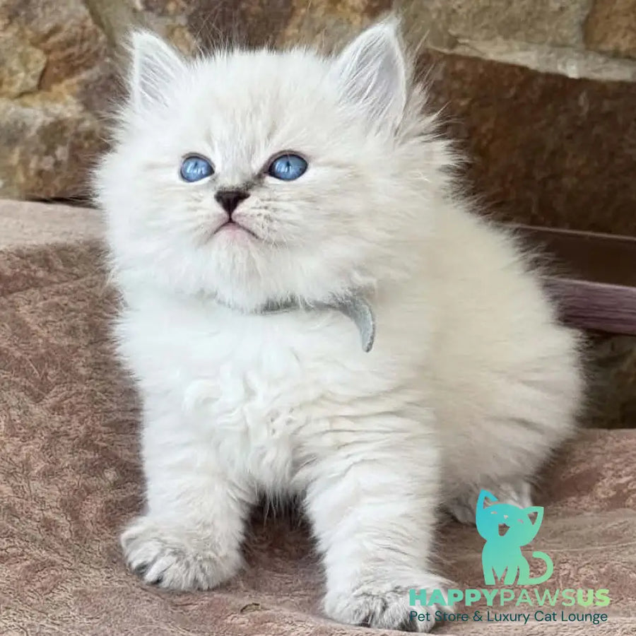 Moroz Siberian male blue tabby pointed - live animals
