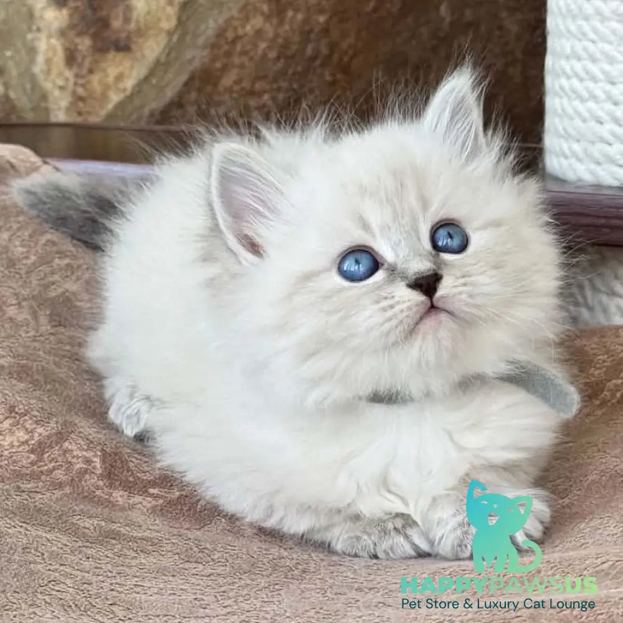 Moroz Siberian male blue tabby pointed - live animals