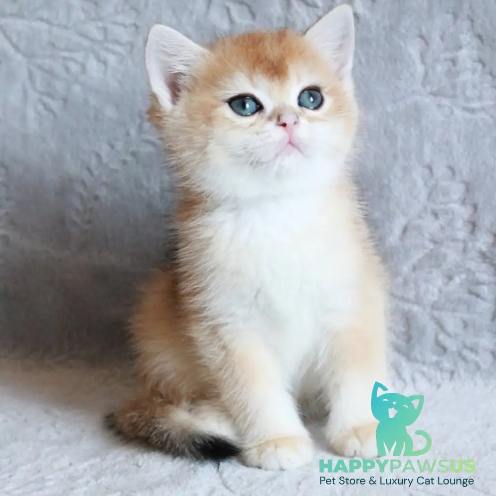 Morris British Shorthair male black golden chinchilla - live animals