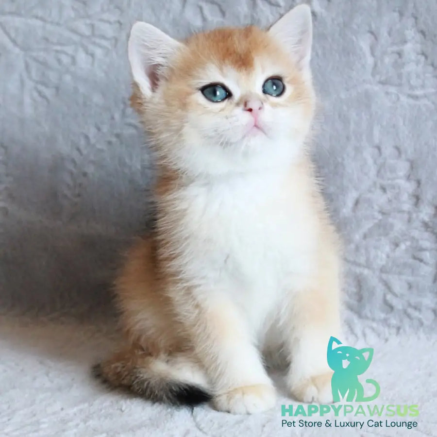 Morris British Shorthair male black golden chinchilla - live animals