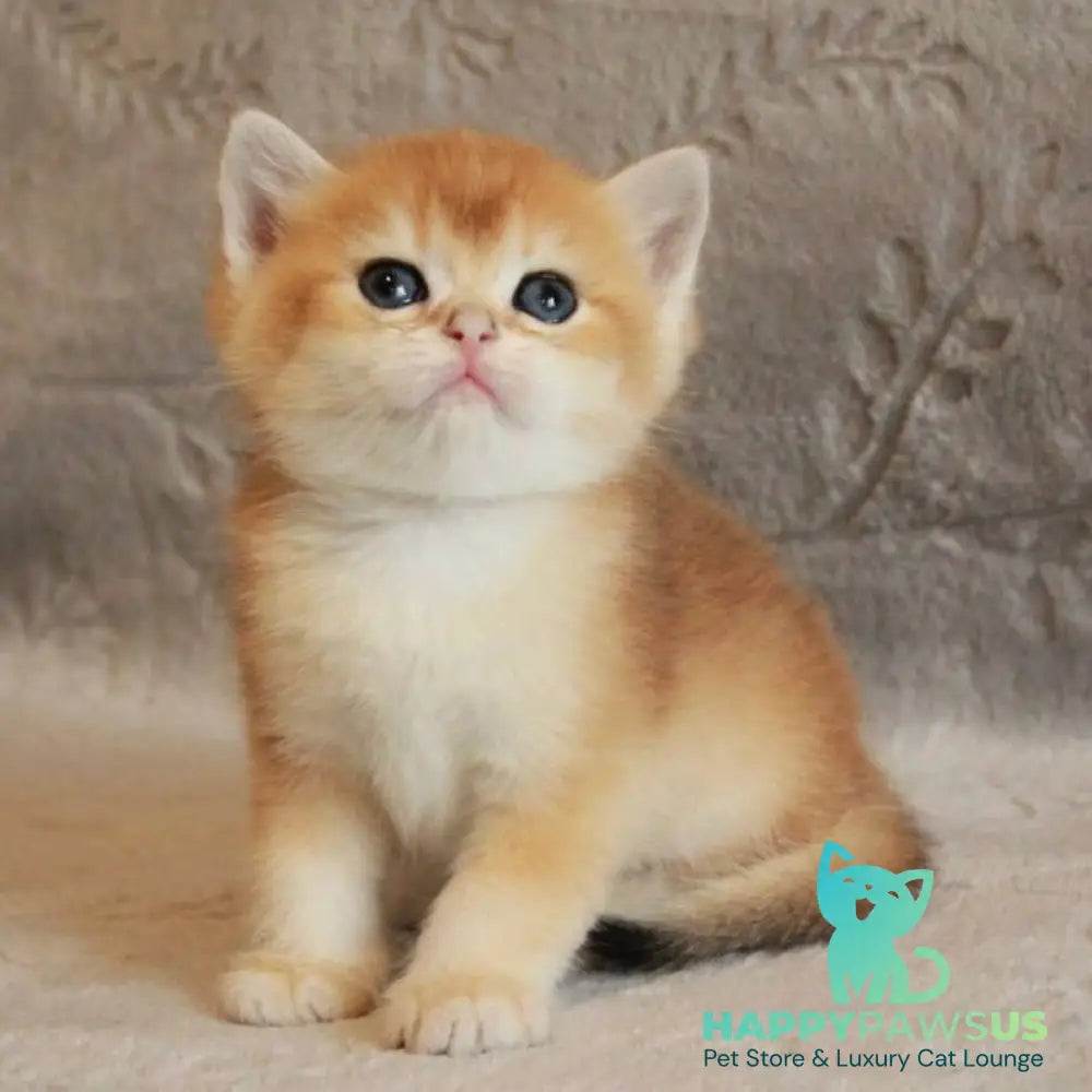 Morris British Shorthair male black golden chinchilla - live animals