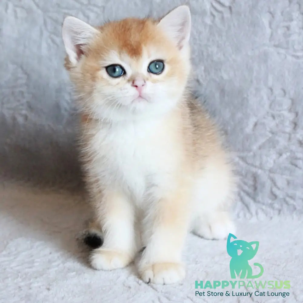 Morris British Shorthair male black golden chinchilla - live animals