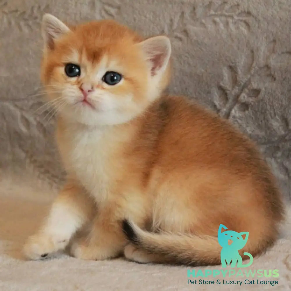 Morris British Shorthair male black golden chinchilla - live animals