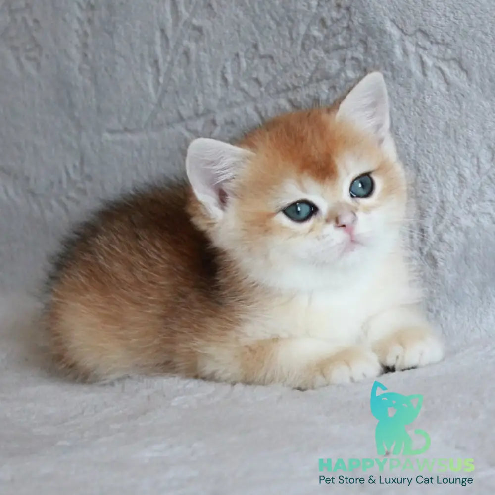 Morris British Shorthair male black golden chinchilla - live animals