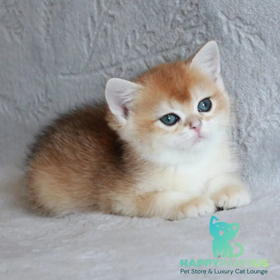 Morris British Shorthair male black golden chinchilla - live animals