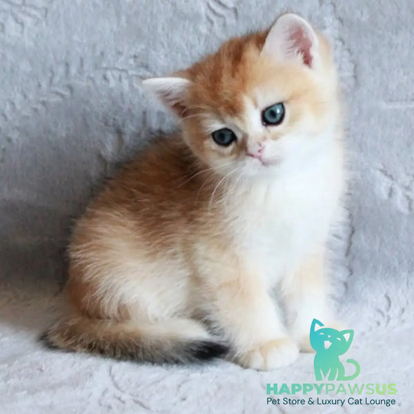 Morris British Shorthair male black golden chinchilla - live animals