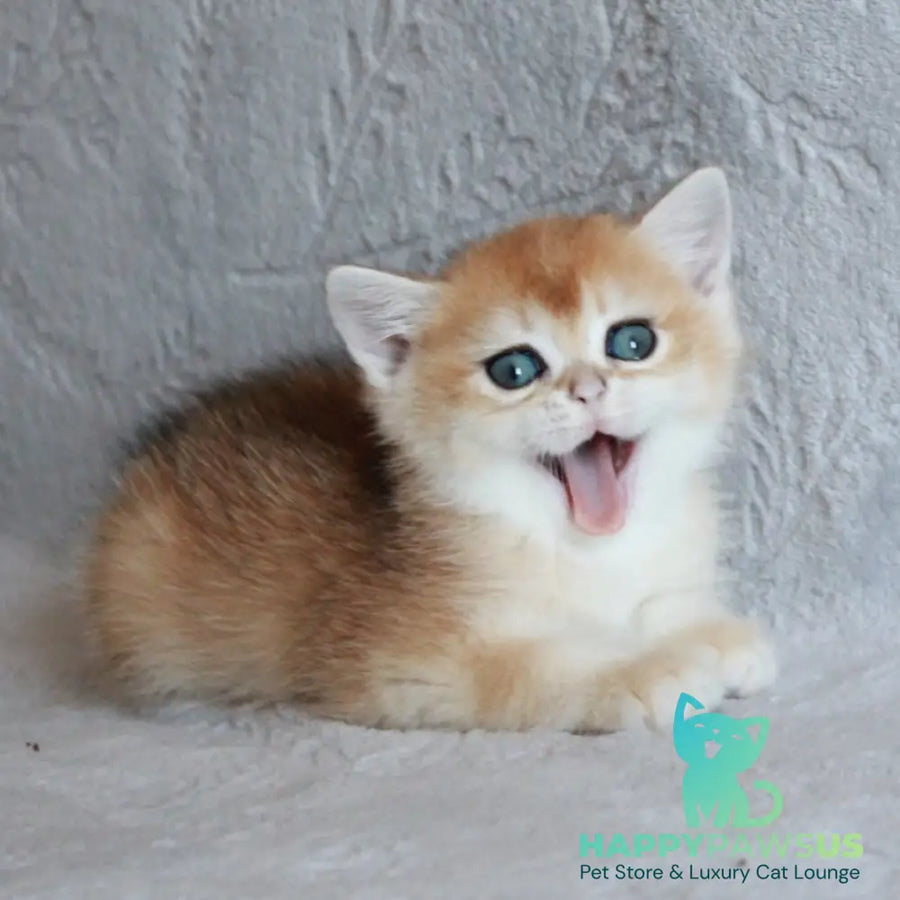 Morris British Shorthair male black golden chinchilla - live animals