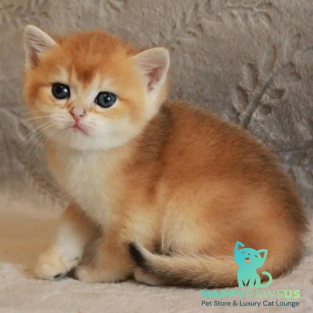 Morris British Shorthair male black golden chinchilla - live animals