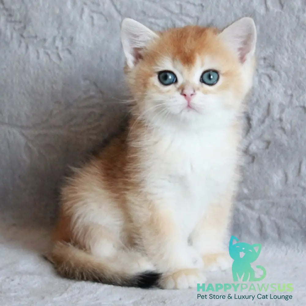 Morris British Shorthair male black golden chinchilla - live animals