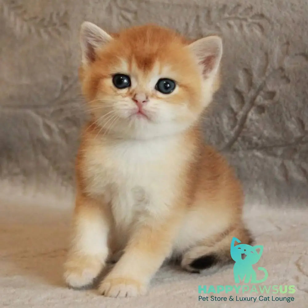 Morris British Shorthair male black golden chinchilla - live animals