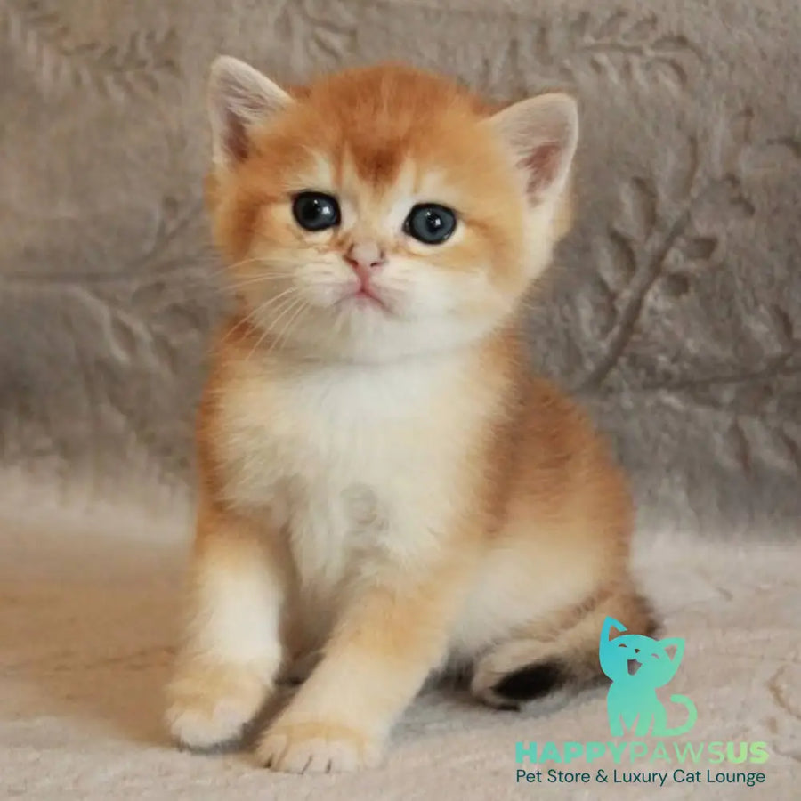Morris British Shorthair male black golden chinchilla - live animals