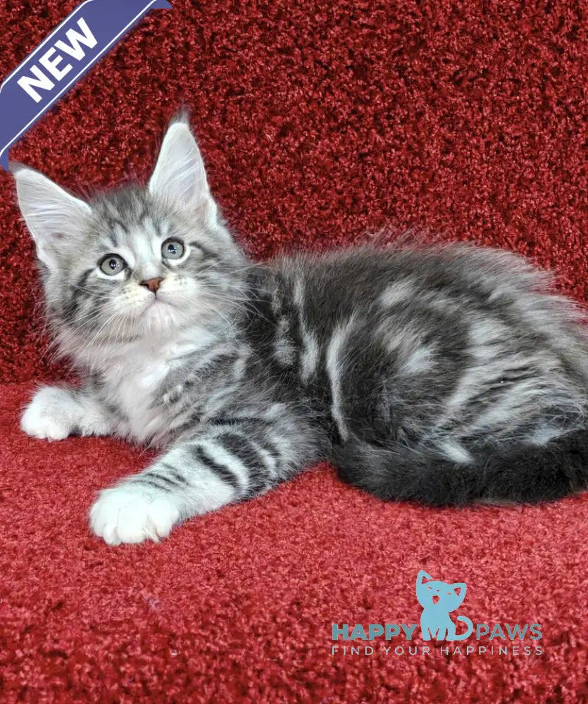 Morris Maine Coon male black silver tabby with white live animals