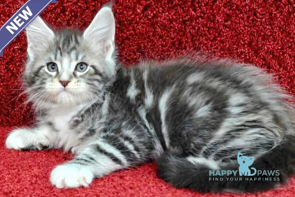 Morris Maine Coon male black silver tabby with white live animals