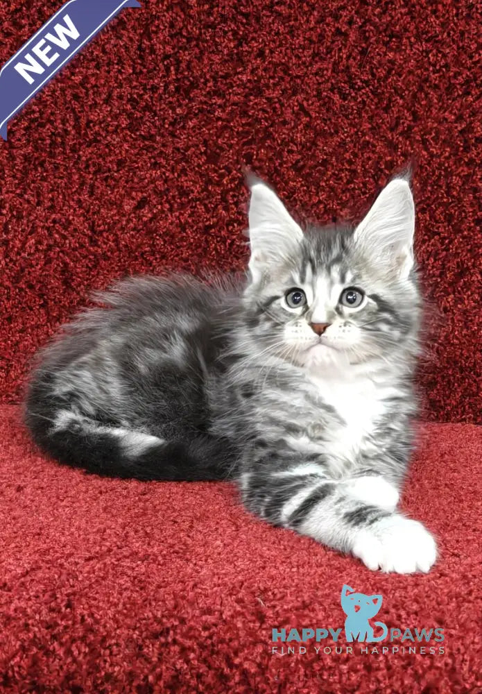 Morris Maine Coon male black silver tabby with white live animals