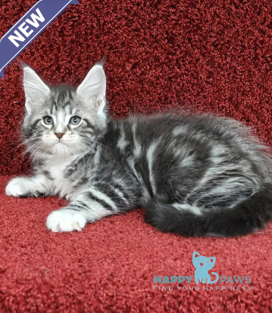 Morris Maine Coon male black silver tabby with white live animals