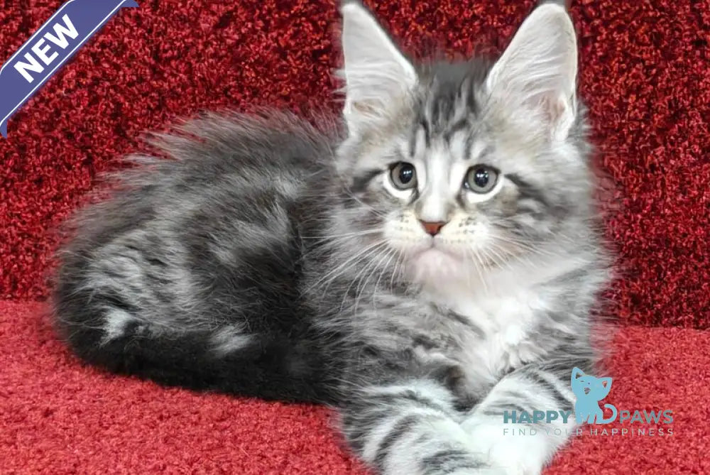 Morris Maine Coon male black silver tabby with white live animals