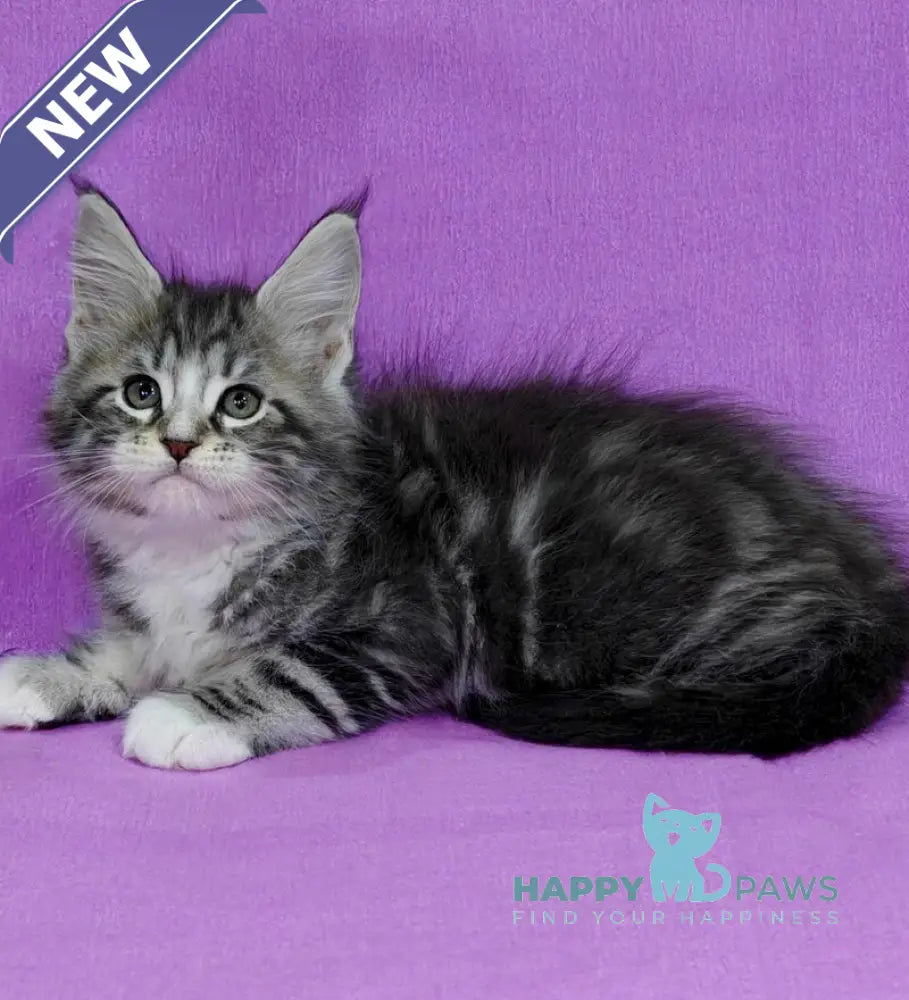 Morris Maine Coon male black silver tabby with white live animals