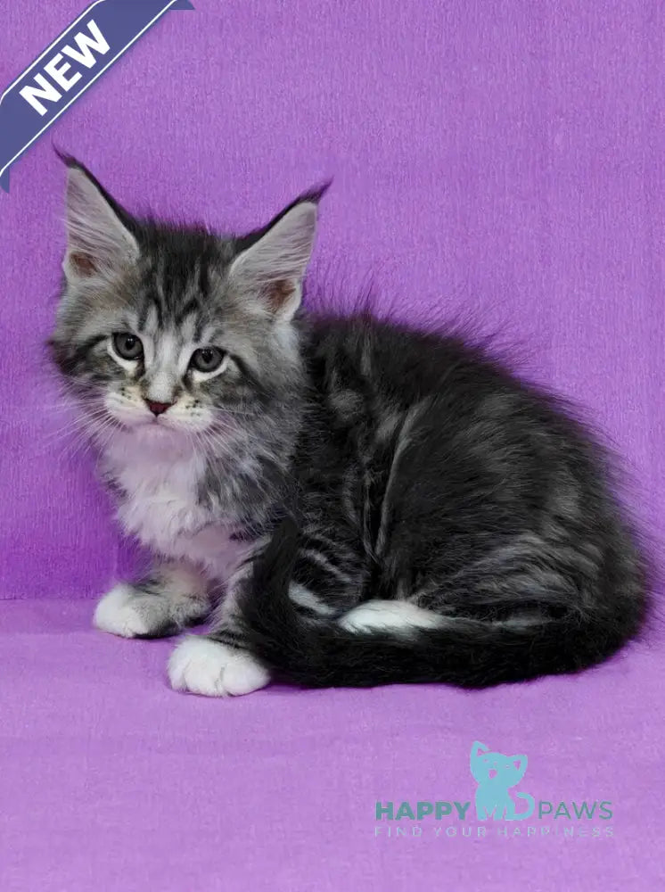 Morris Maine Coon male black silver tabby with white live animals