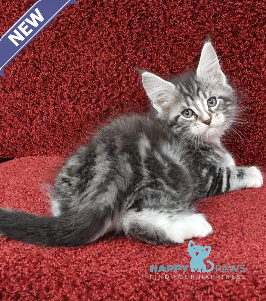 Morris Maine Coon male black silver tabby with white live animals