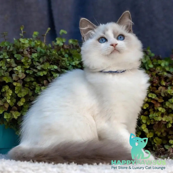 Morris Ragdoll male blue bicolour - live animals