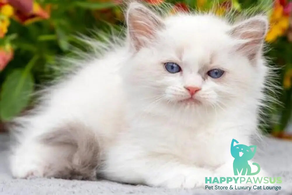 Morris Ragdoll male blue bicolour - live animals