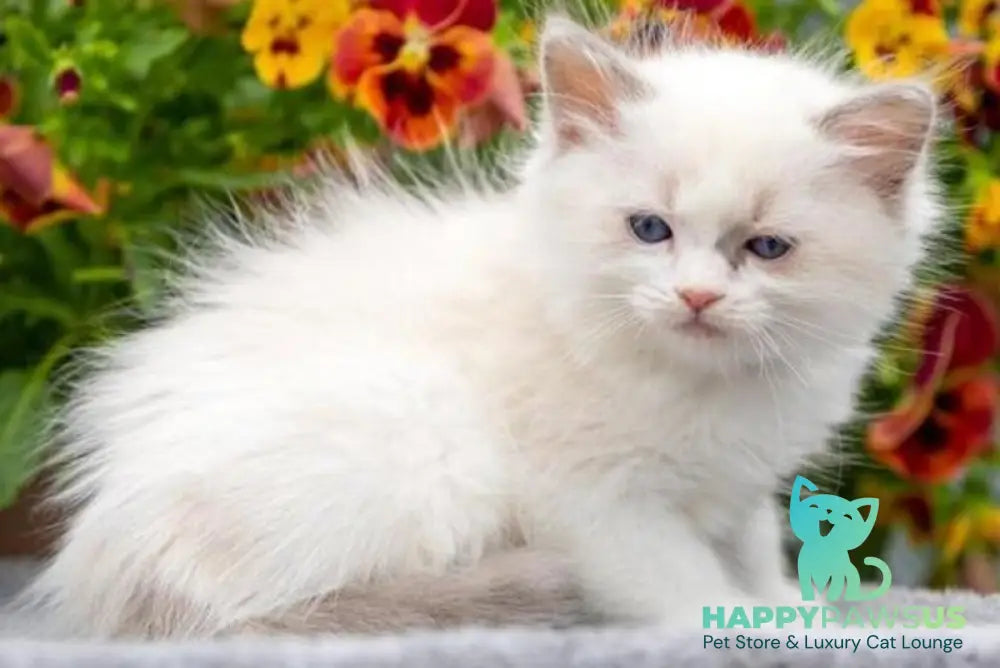 Morris Ragdoll male blue bicolour - live animals